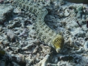 gilit (20)
